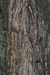 texture of tree bark
