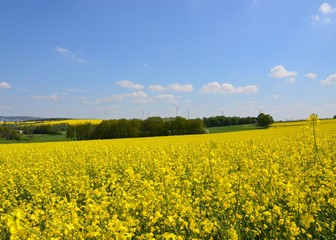 Fototapeta premium Rapsfeld blüht in Hügellandschaft mit Windrädern