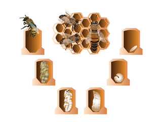 Life cycle of European honey bee