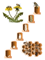 Life cycle of European honey bee