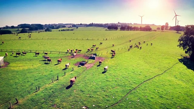Aerial view of summer countryside with grazing cows