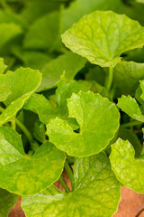 gotu kola leaf herb alternative medicine