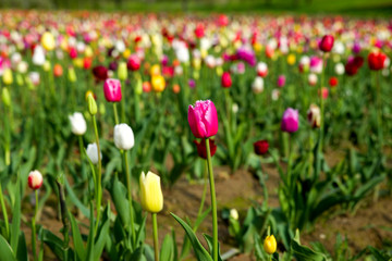 Tulpen