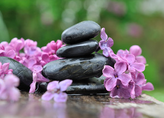 Fototapeta na wymiar pierres noires parmi pétales de lilas dans jardin