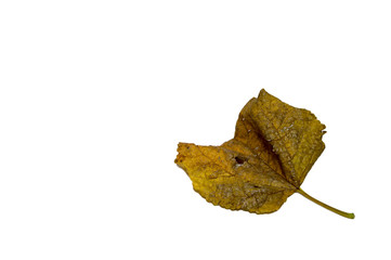 Fototapeta premium Leaves white background.