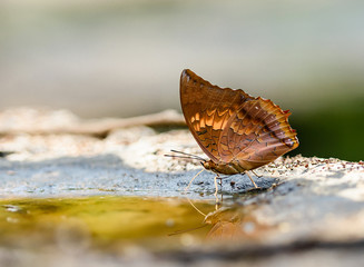Beautiful The Tawny Rajah butterfly eat mineral in nature