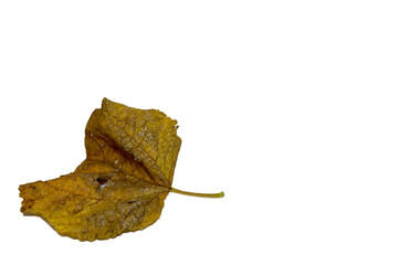 Fototapeta premium Leaves white background.
