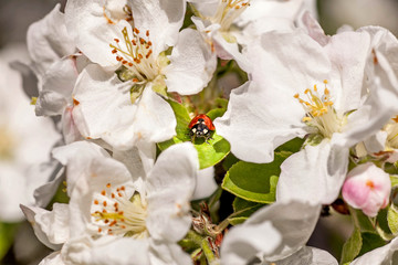 Fototapeta na wymiar Ladybug in flowers of an apple-tree