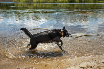 The black dog playing with a stick on the bank of the small river