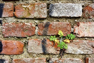 old dilapidated brick house with a grid on the window