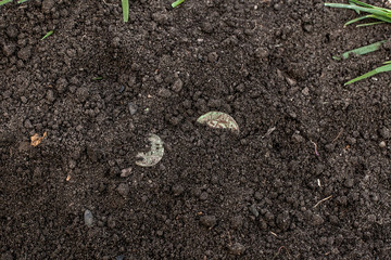 Ancient coins in the earth