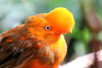 Andean cock-of-the-rock bird Rupicola rupicola peruvianus 