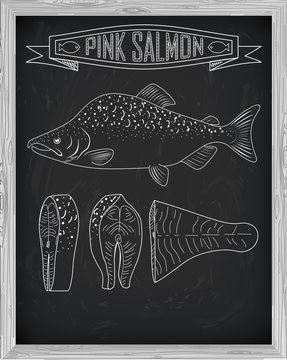 Beautiful fresh salmon closeup side view drawn with chalk. Pink