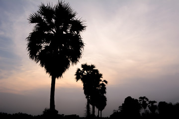 Asian Palmyra palm silhouette sunset background.