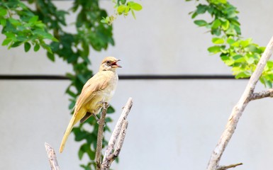 Streck - eared bulbul,beautiful grey,bird perching on branches