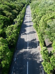 森を突っ切るアスファルト