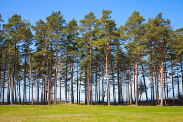 Pine trees grow on the coast of the Baltic Sea