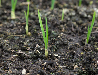 growing onions in the garden in spring