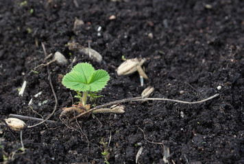 strawberries sprout in the spring garden