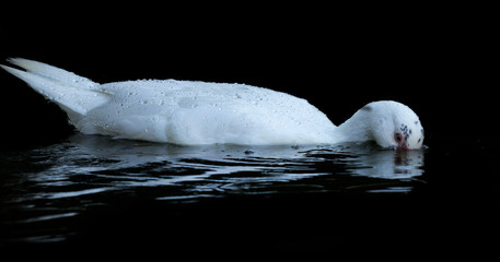 Obraz premium White Ducks Swim in Pond