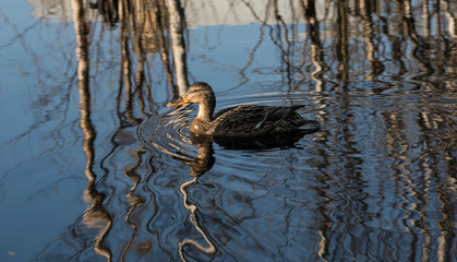 duck swimming in the spring by  swollen river