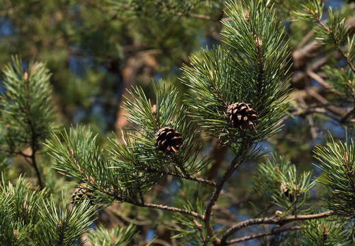 Green branch of pine-tree reflected i