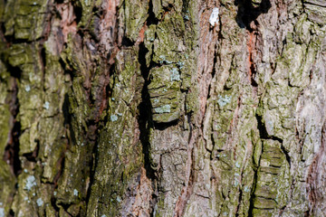 Tree bark in natural and harsh light