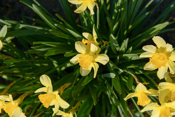 Yellow daffodils in natural light