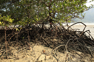green mangroves growing in tropical seaside beach