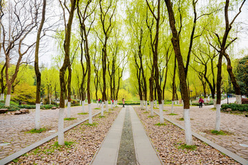 Trees in Hangzhou West Lake