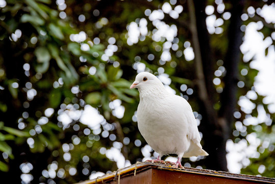 White pigeon perched on a roof