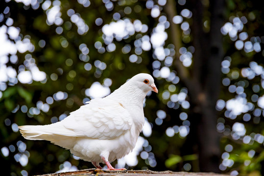 White pigeon in the outdoors