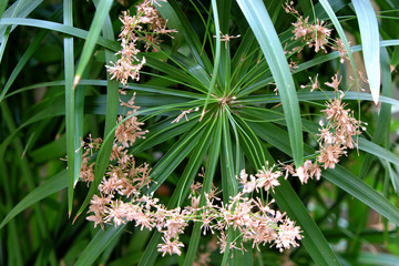 Sedge leaves,Papyrus leaves with flowers