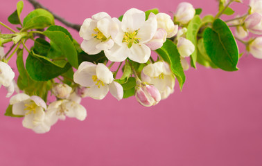 Apple blossom detail on pink background