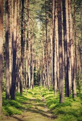 Fototapeta premium Archiwalne zdjęcie retro małej ścieżki przez las