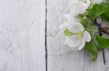Spring apple tree blossom on rustic wooden background 