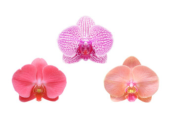 set of orchids  isolated on black background