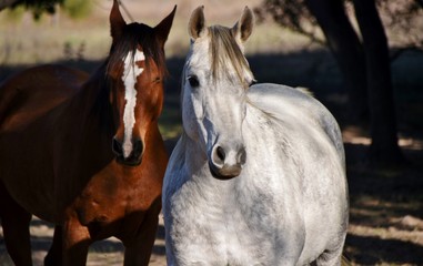 Obraz premium Close up of a big Horse eye