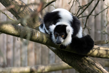Black-and-White Ruffed Lemur (Varecia variegata)