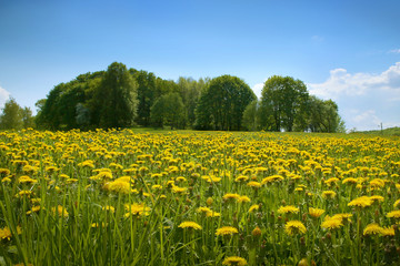Spring landscape with meadow of blossoming dandelions and trees 
