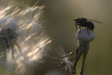 Mucha © Tomek Kiecana