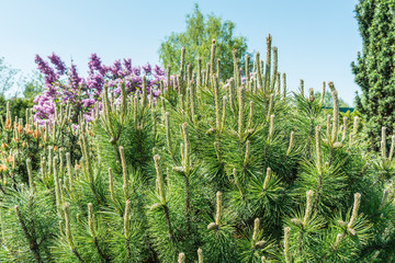 Молодые побеги на красивом хвойном дереве хвойного дерева © ais60