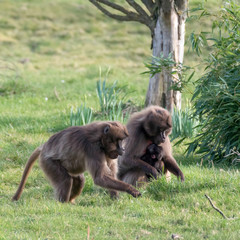 Gelada Baboon (Theropithecus gelada)