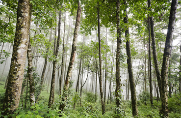 Obraz premium Foggy Forest at Sikkim,India