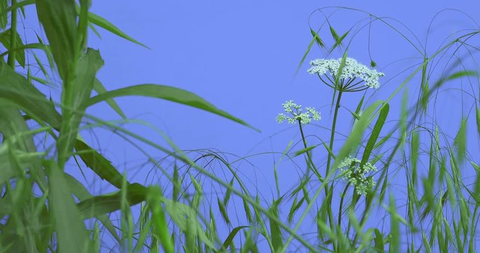 Field Grass and Umbelliferae Narrow Long Leaves Plants on a Lawn or Flowered on Blue Screen Sunny Summer Day Green Grass Blades Are Swaying at the Wind