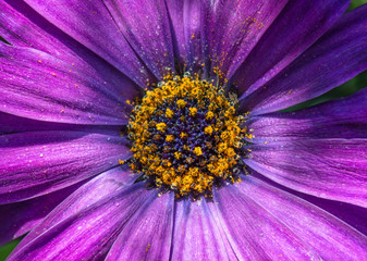 Gerbera Blume lila, violett mit Wassertropfen makro. Blüte Nahaufnahme mit Sonnenlicht