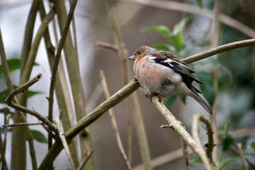 Chaffinch perched on a branch