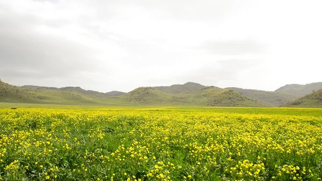 sarı renkli dağ &ccedil;i&ccedil;ekleri