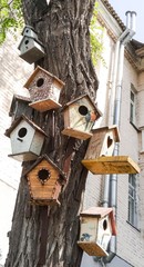 Birdhouses on a tree in city.