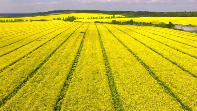 Camera flight over blooming rapeseed field. Renewable energy source. Farmers use drones to inspect of cultivated fields. Production of biofuel in Czech Republic, European Union. 